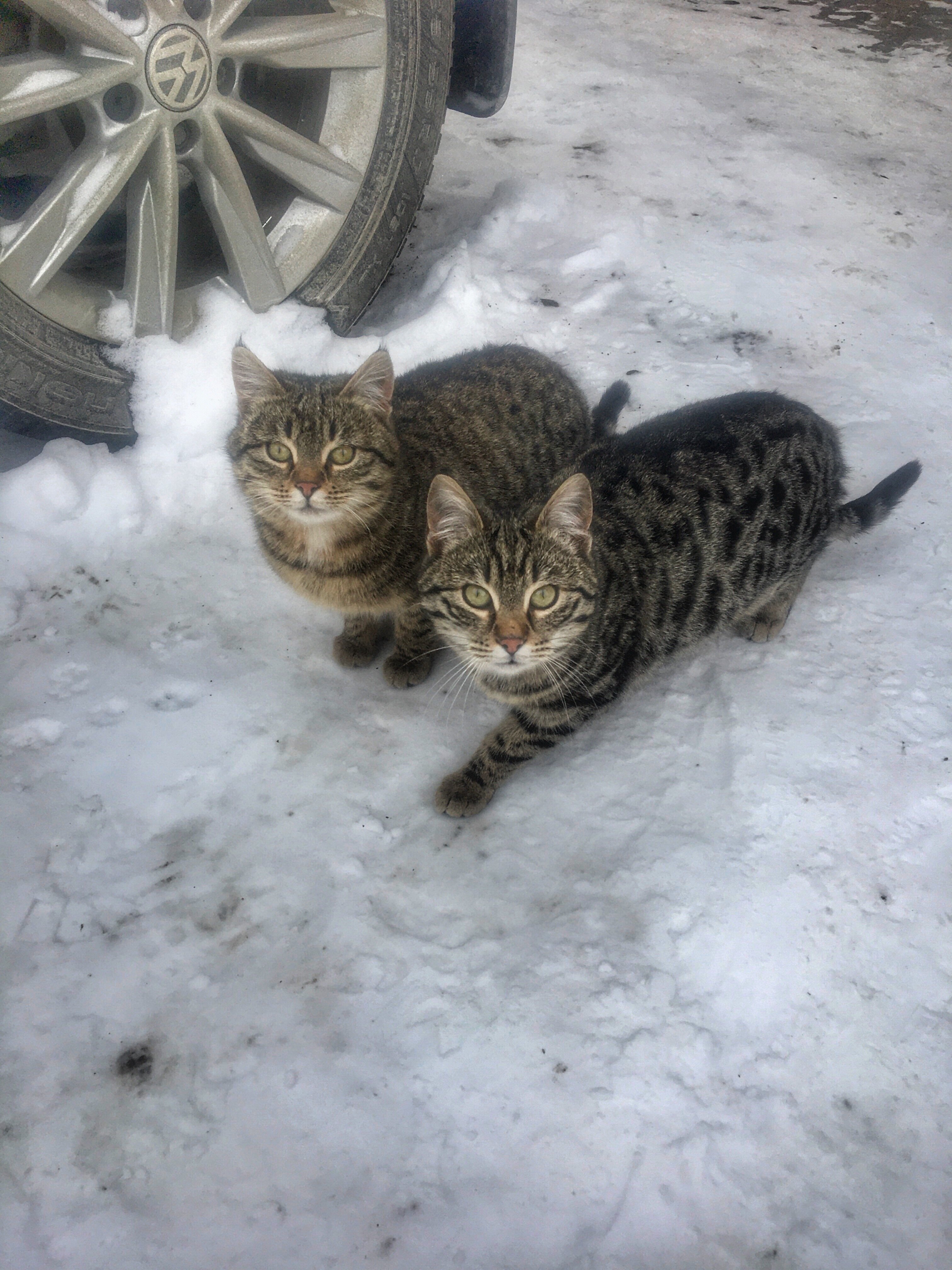 Фото Снежный Барс