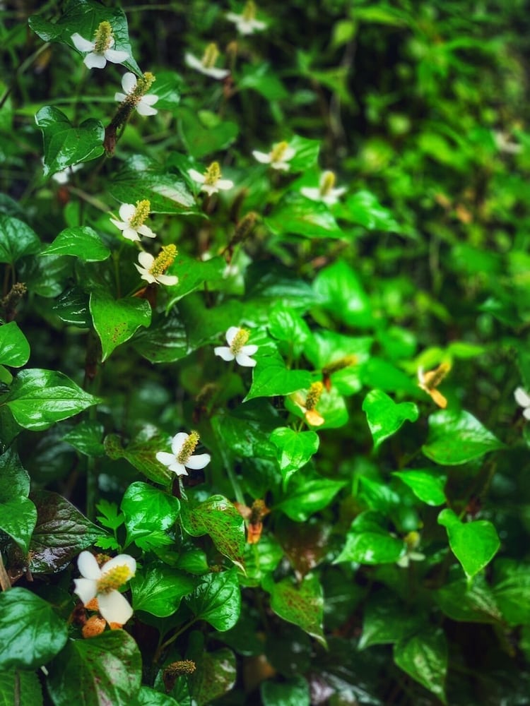 Фото Kinosato Yamanoyu