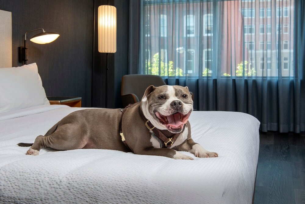 Фото Courtyard Washington, DC Dupont Circle