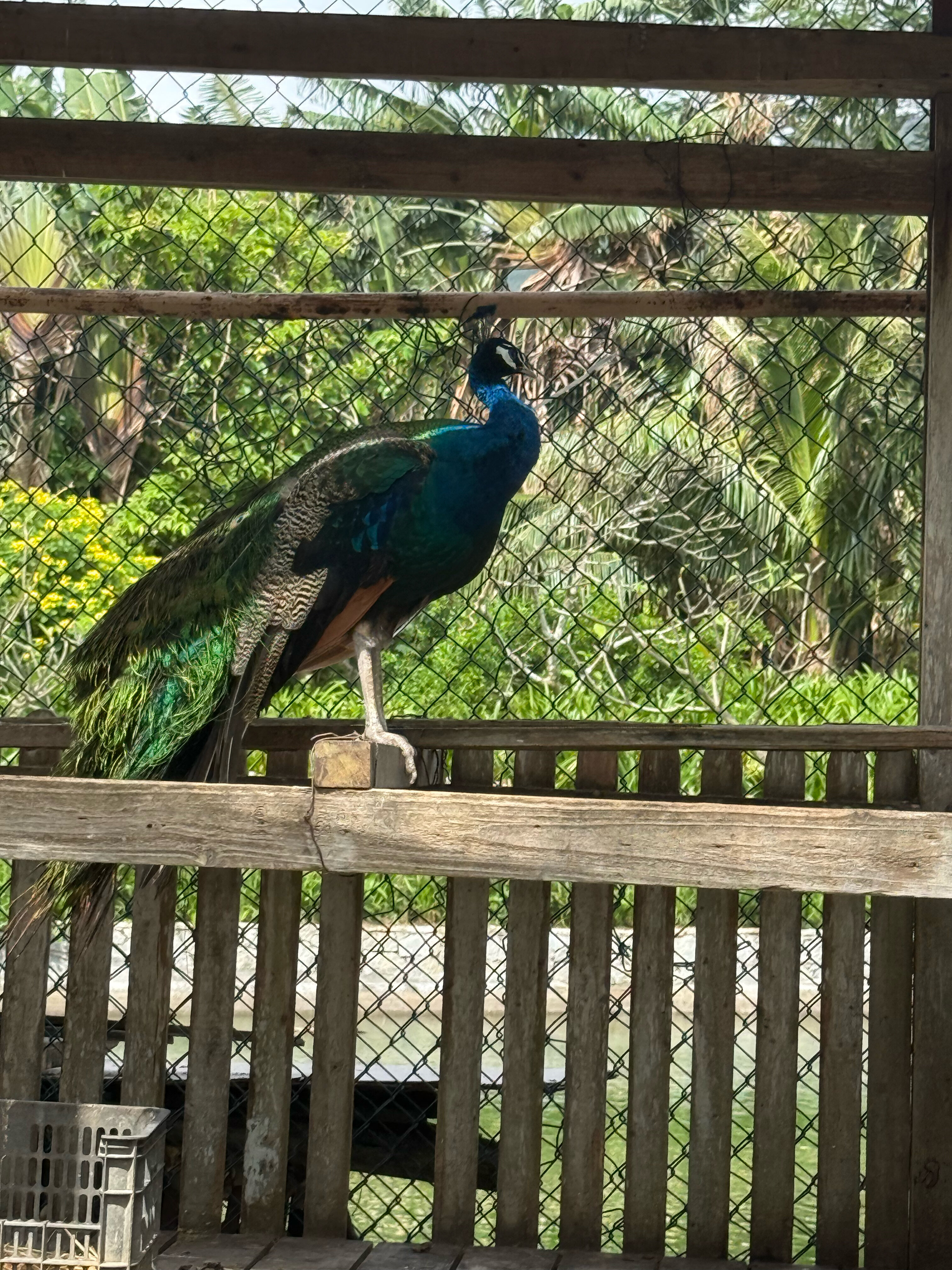 Фото Yalong Bay Mangrove Tree Resort