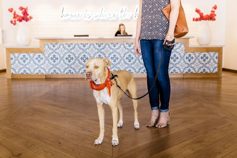 Фото Hotel Adeline, Scottsdale, a Tribute Portfolio Hotel