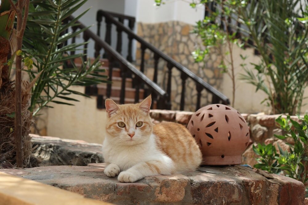 Фото Бедуин мун отель Дахаб