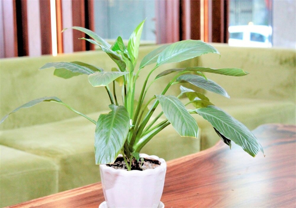 Фото Gk Central Hotel