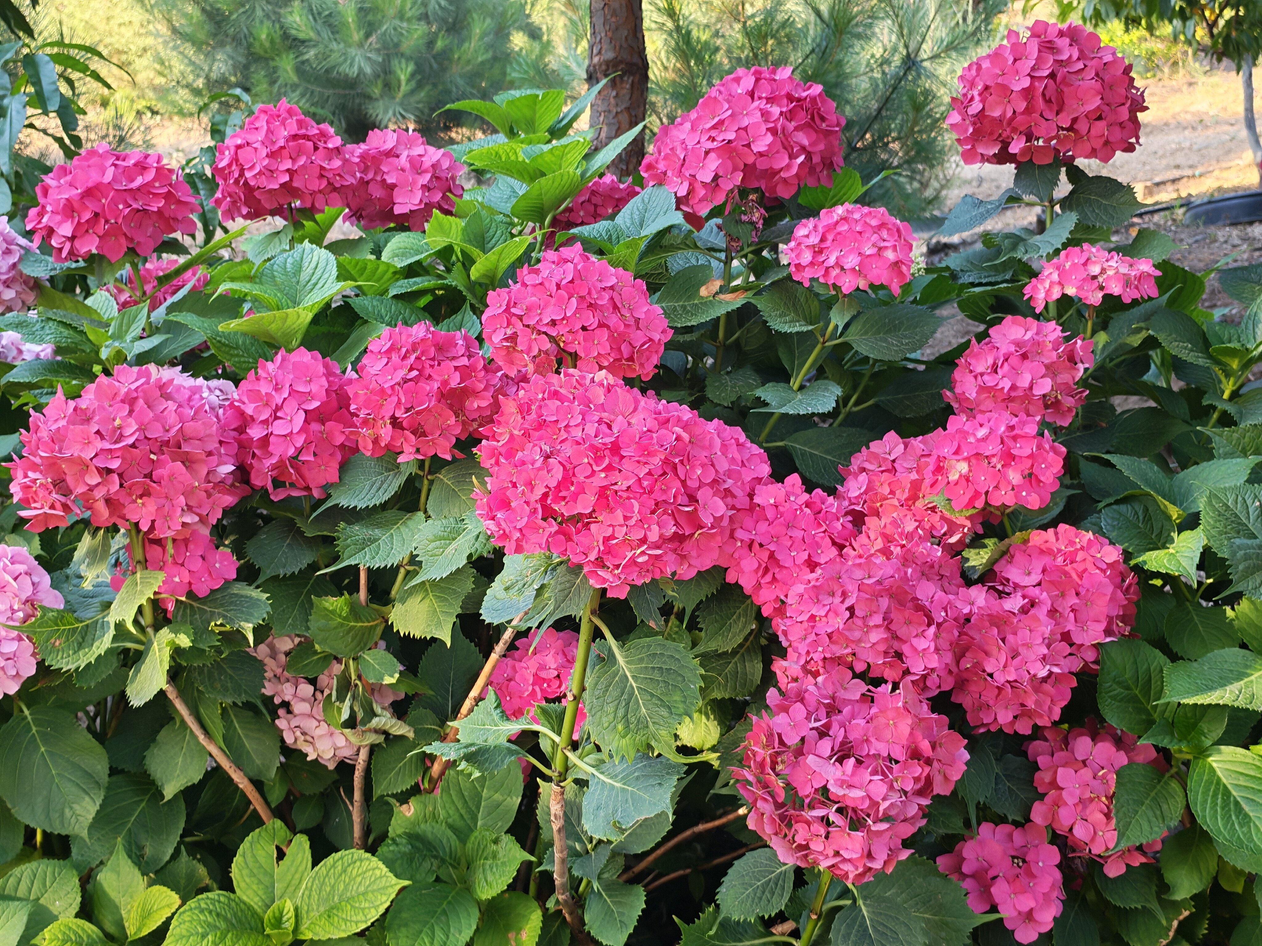 Фото Крымский гость