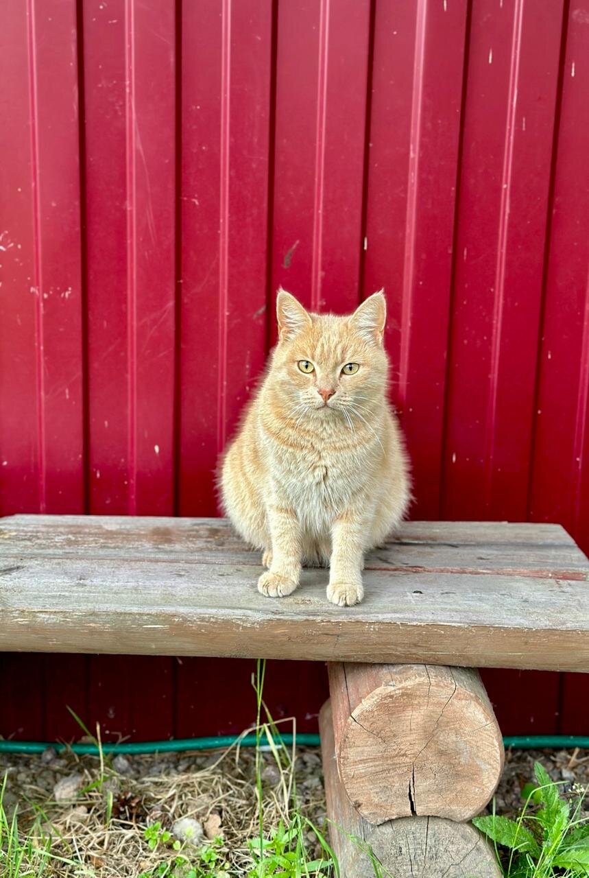 Фото Ярви Хаус