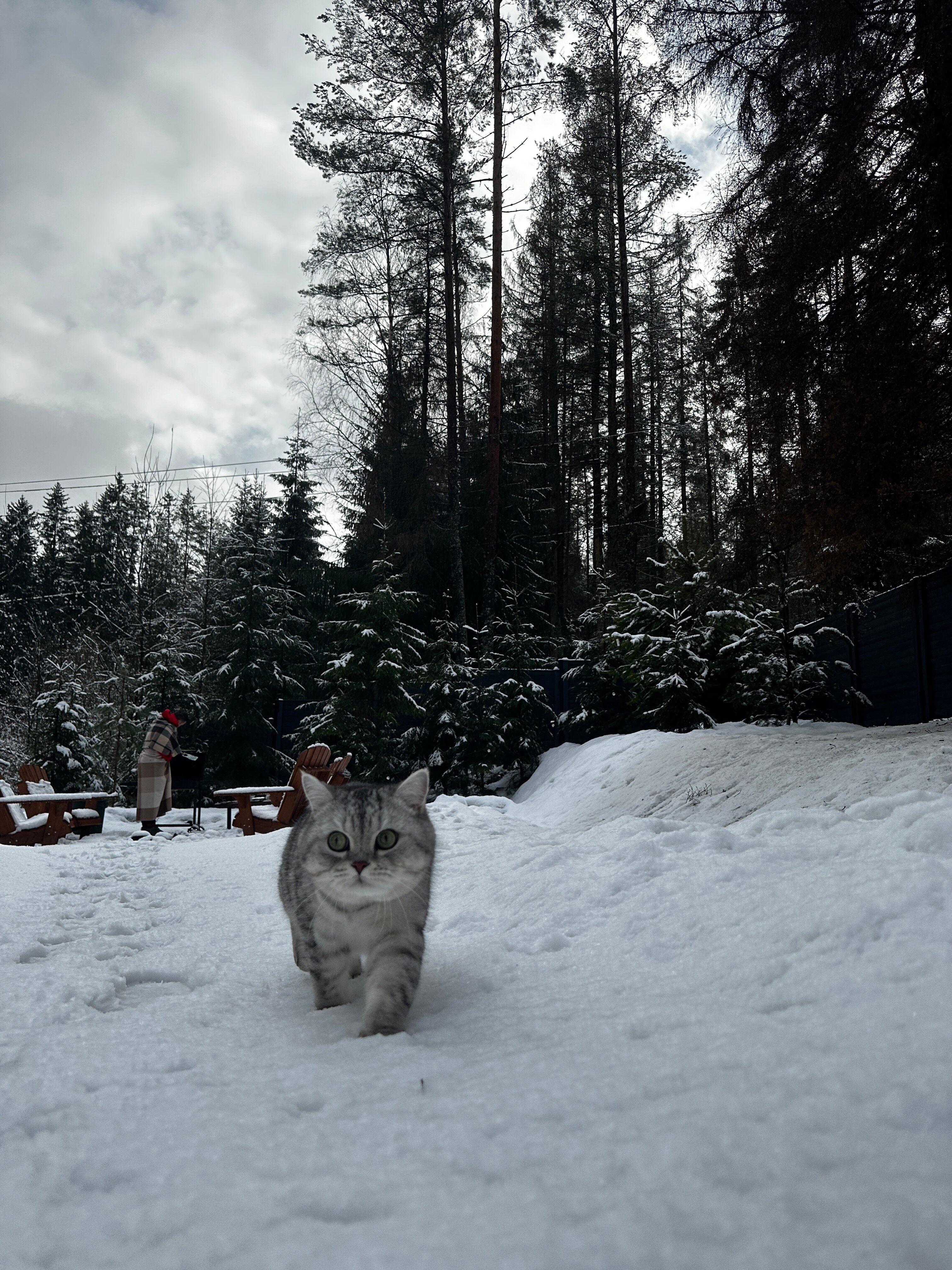 Фото Fox in forest