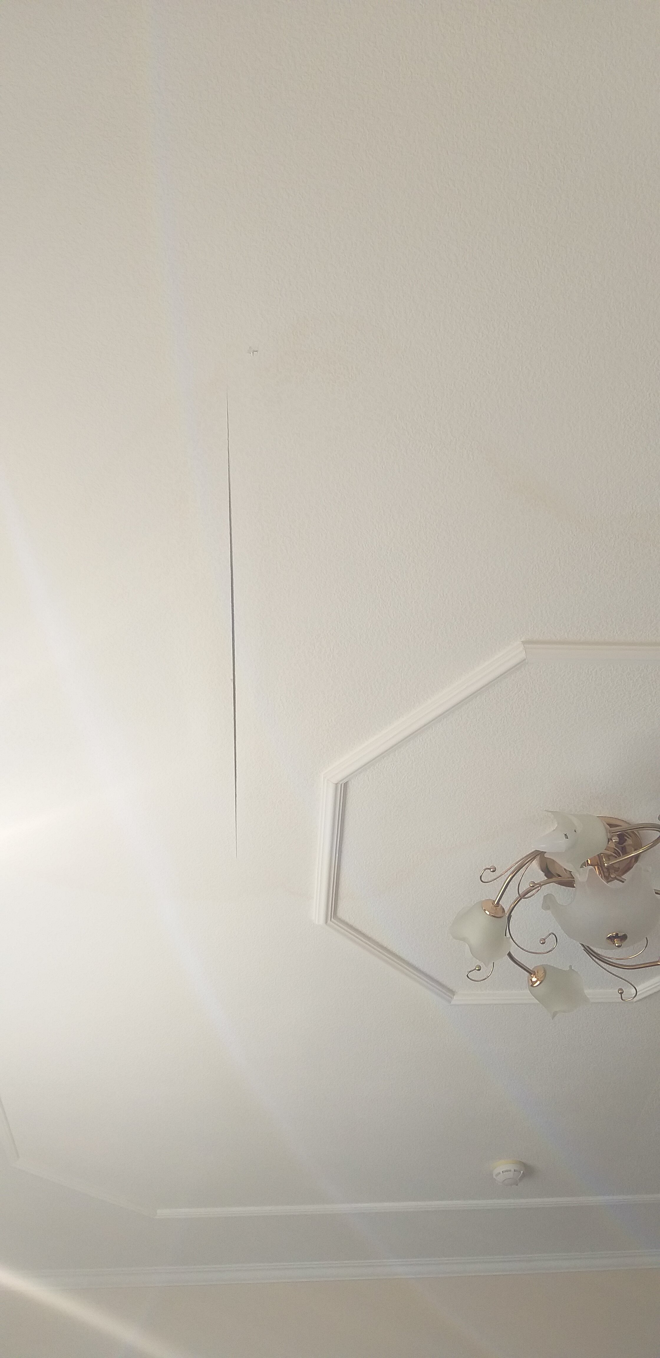 Фото Камелия