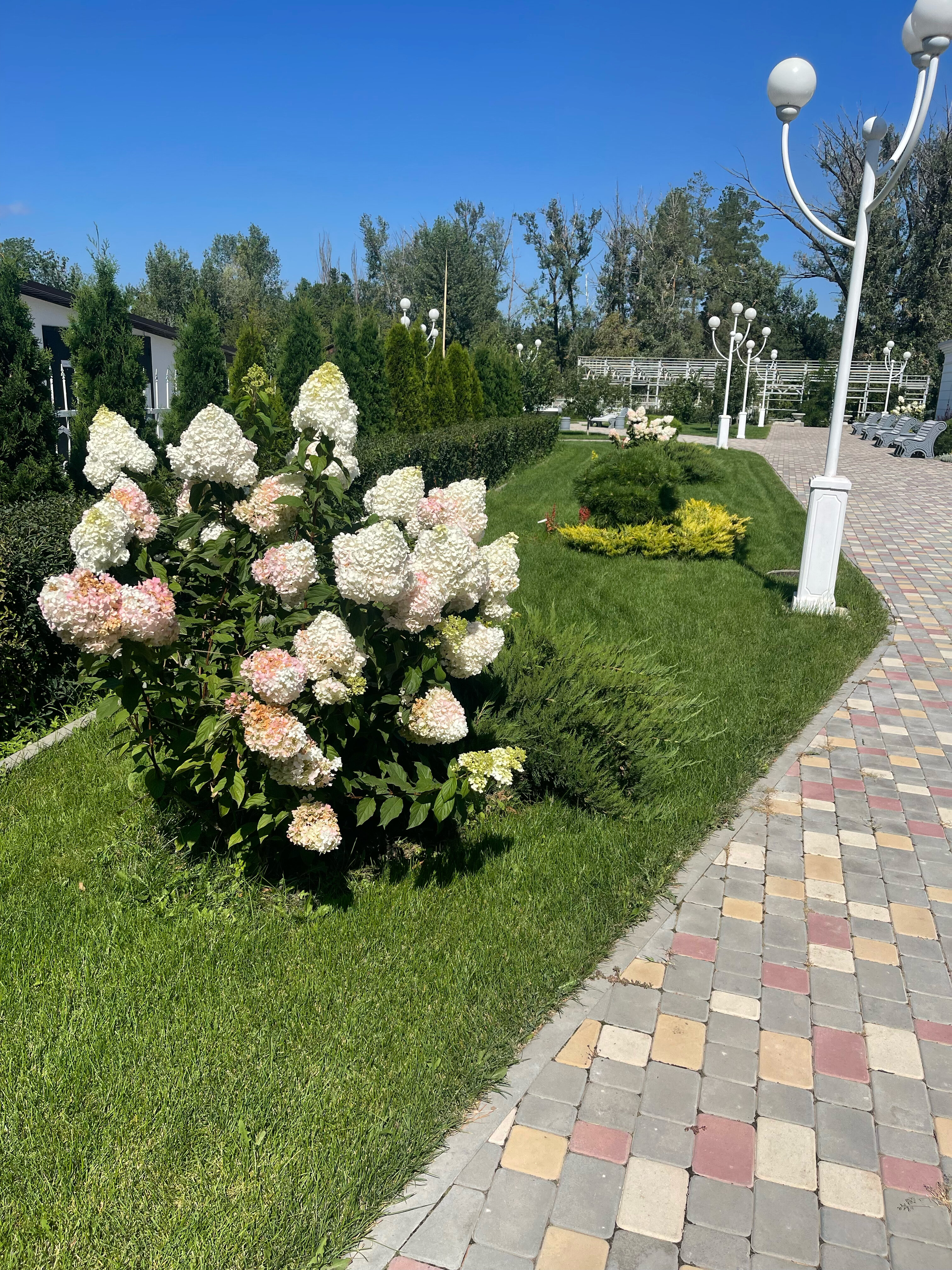 Фото Жемчужина