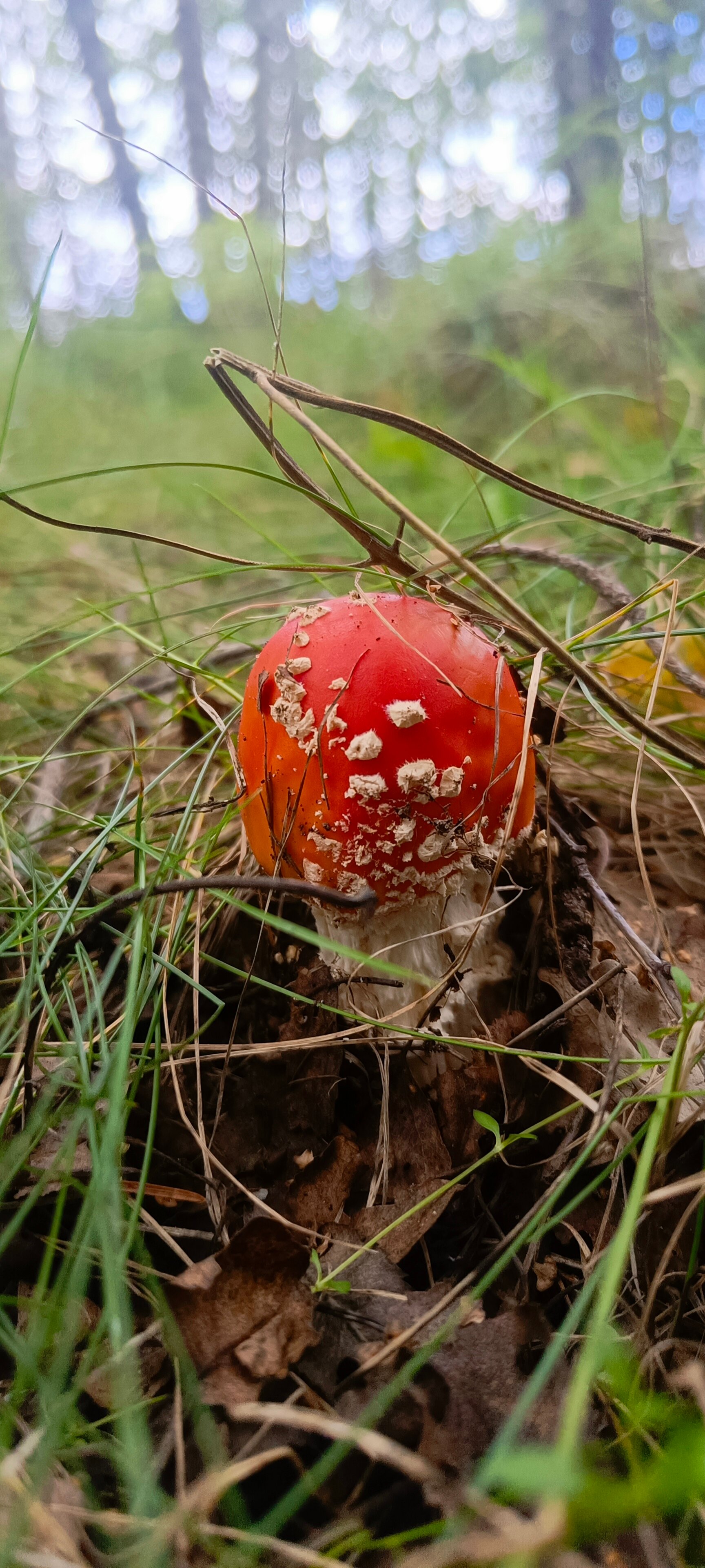 Фото Лесной Викенд