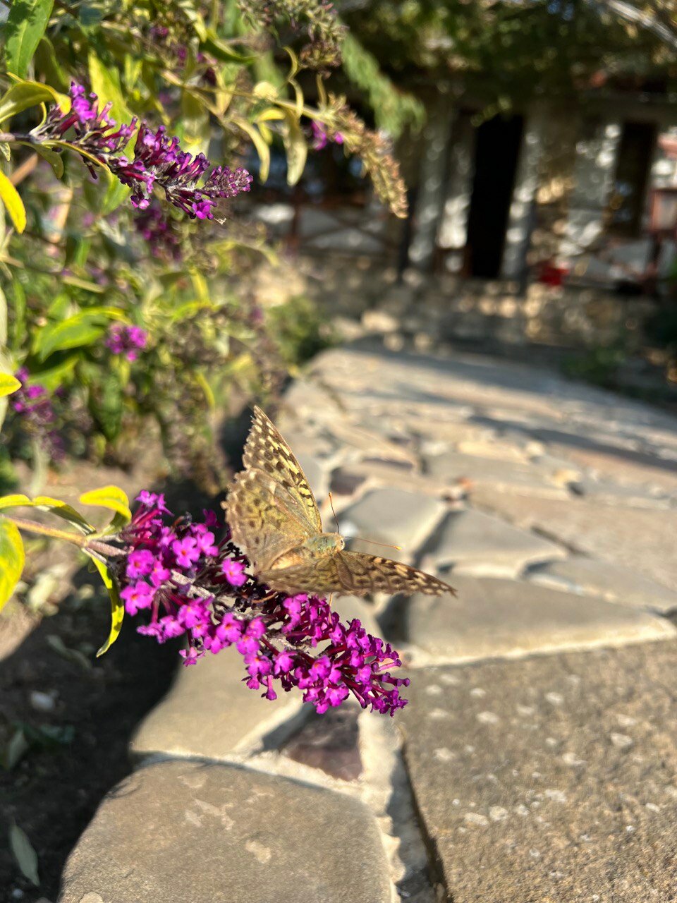 Фото Гостиный дом на Меганоме