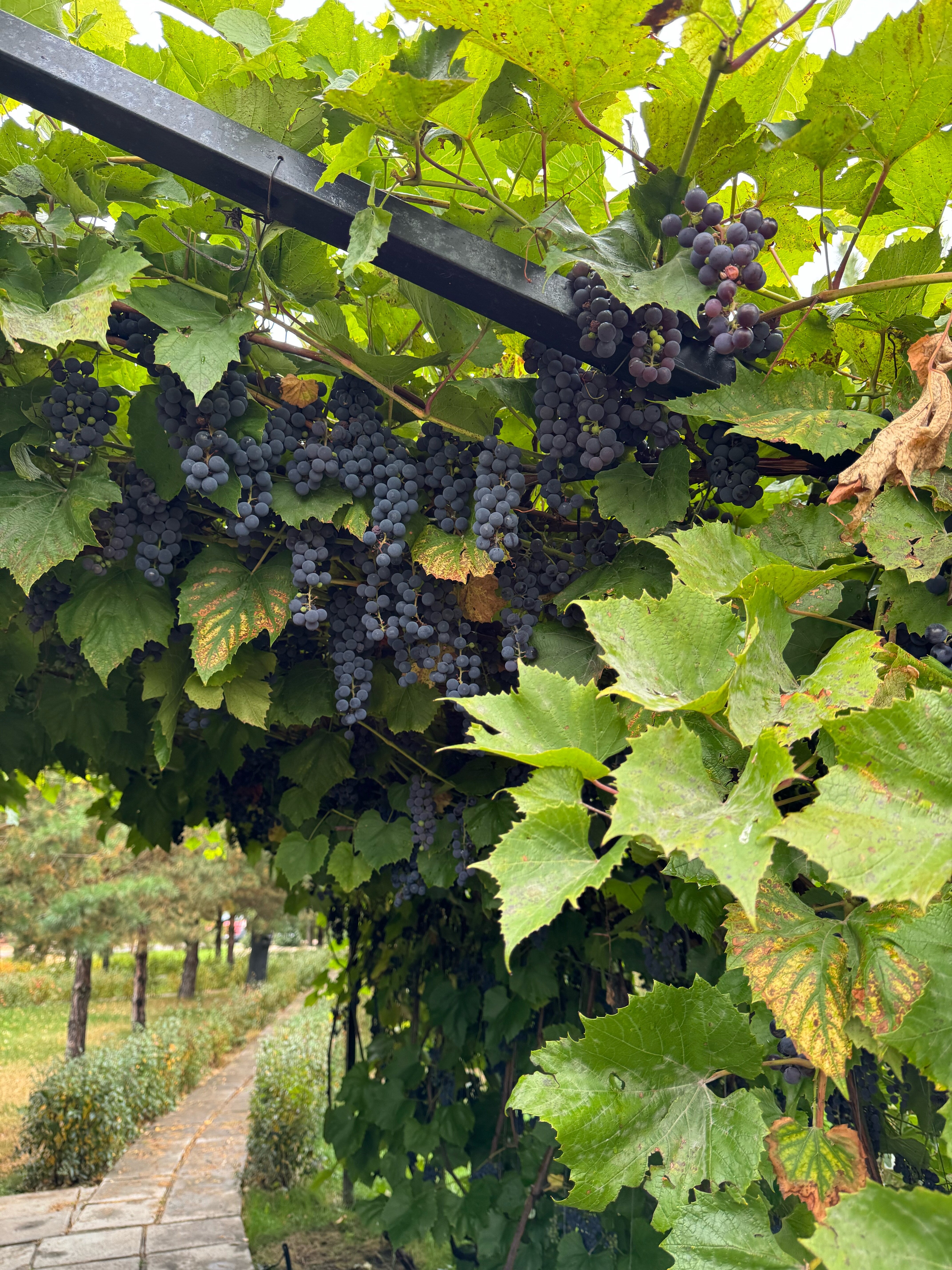 Фото Усадьба La Кум