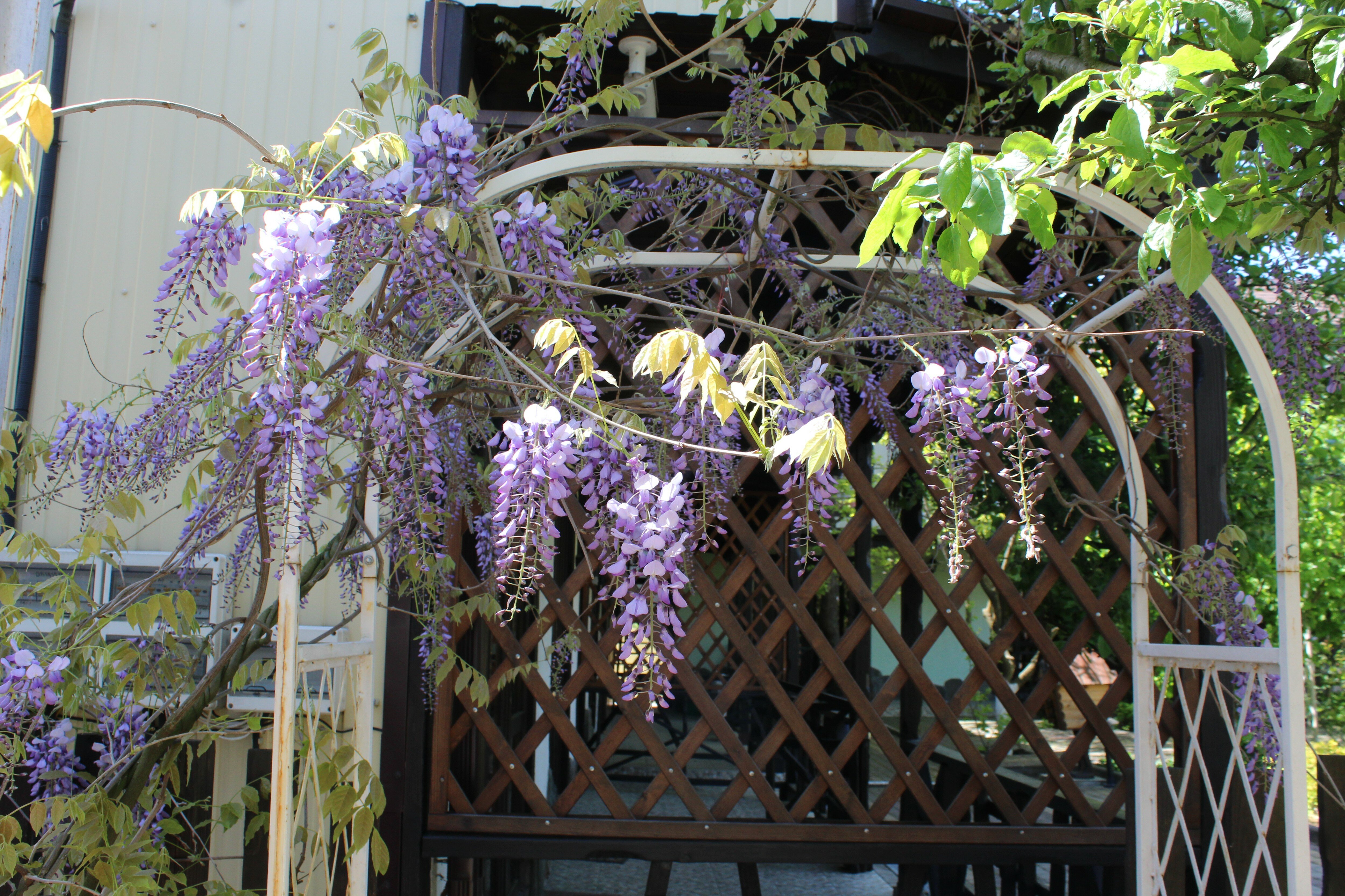 Фото Апельсин
