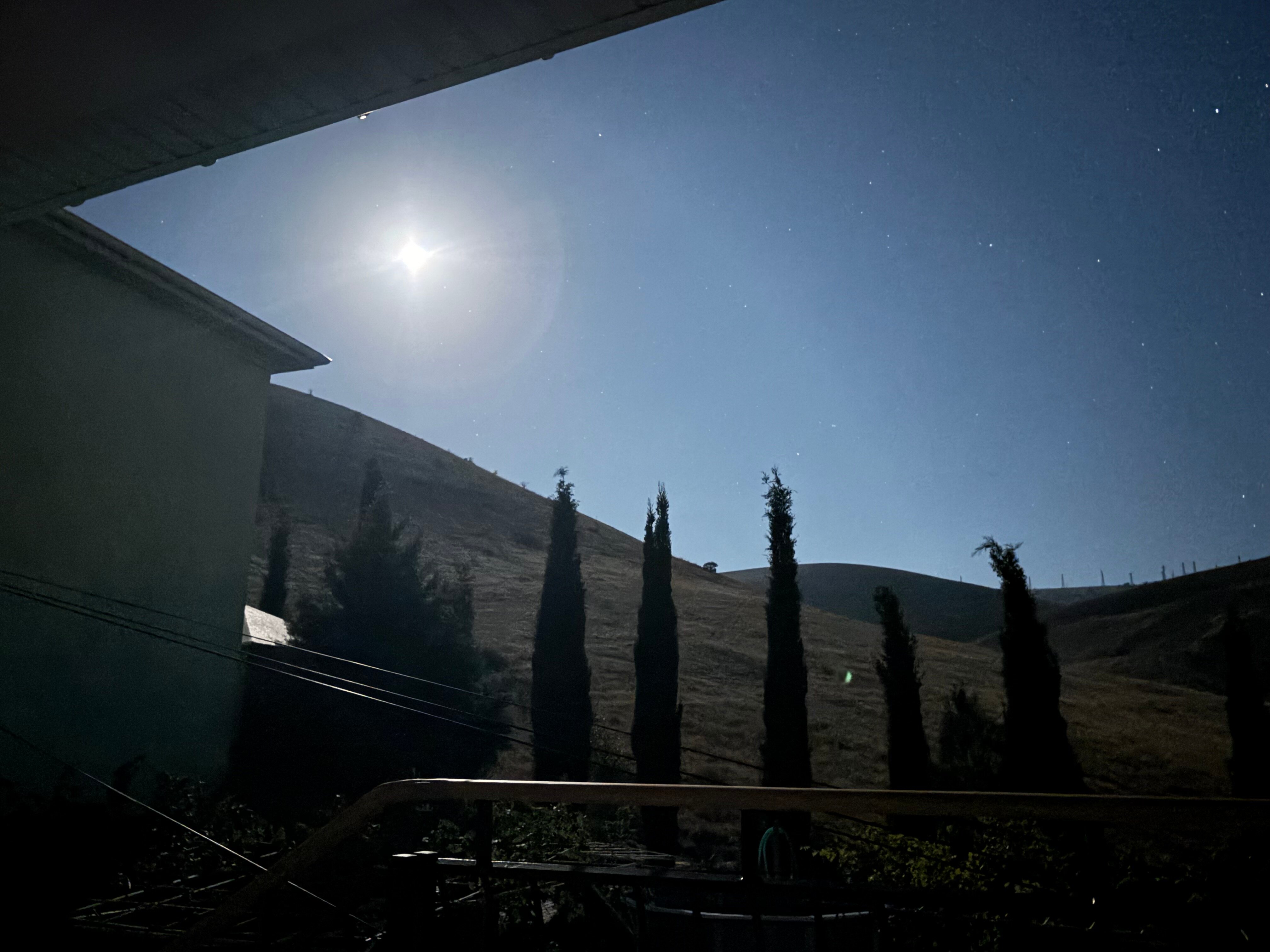 Фото Кипарис