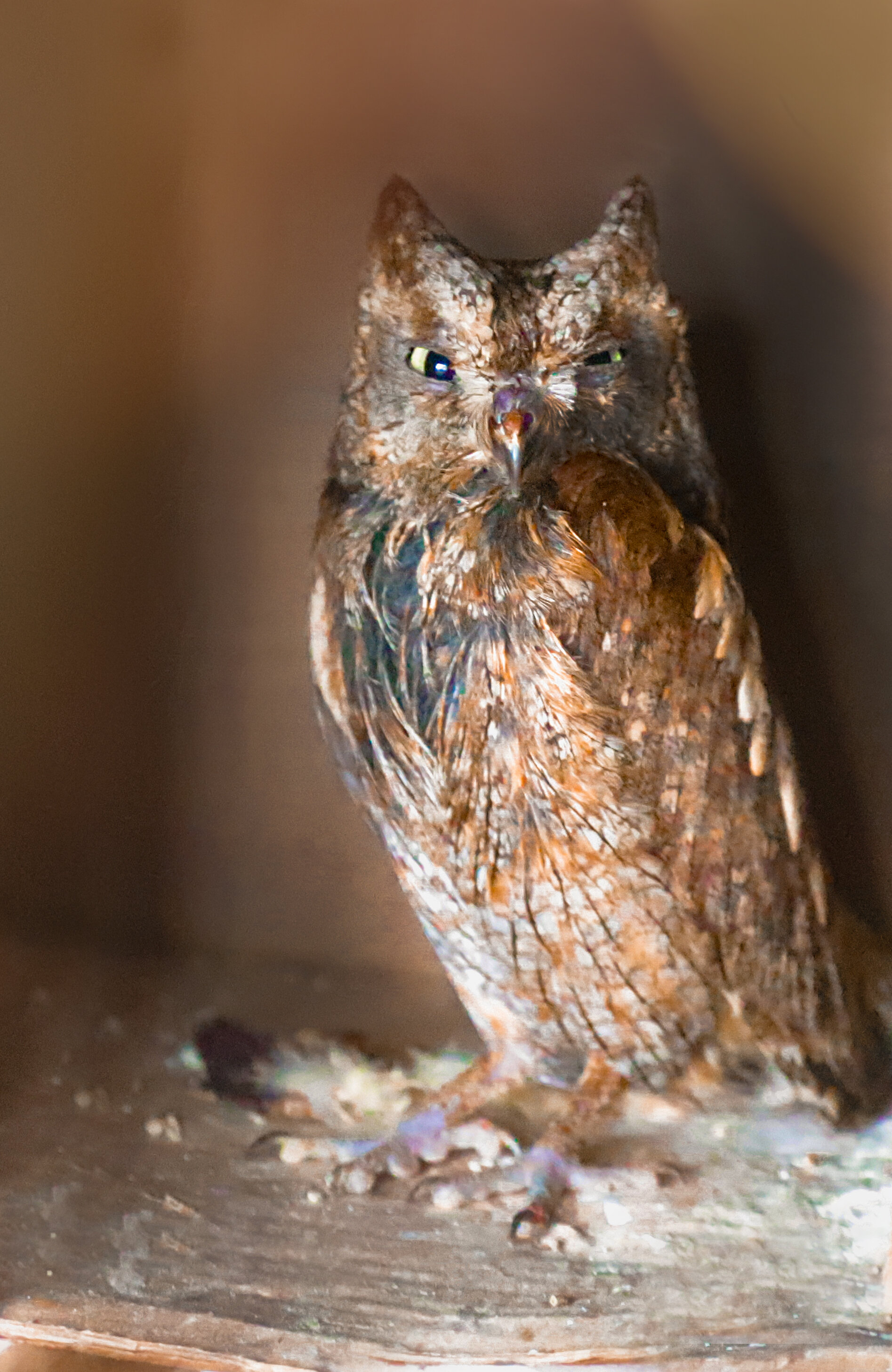 Фото Грандъ Сова