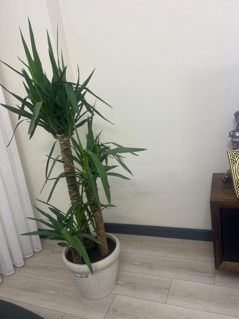 Gardening shop Asmin Garden World, Ankara, photo