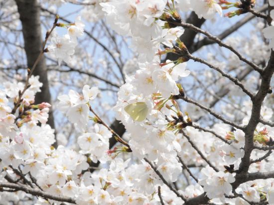 Фото 20116178183