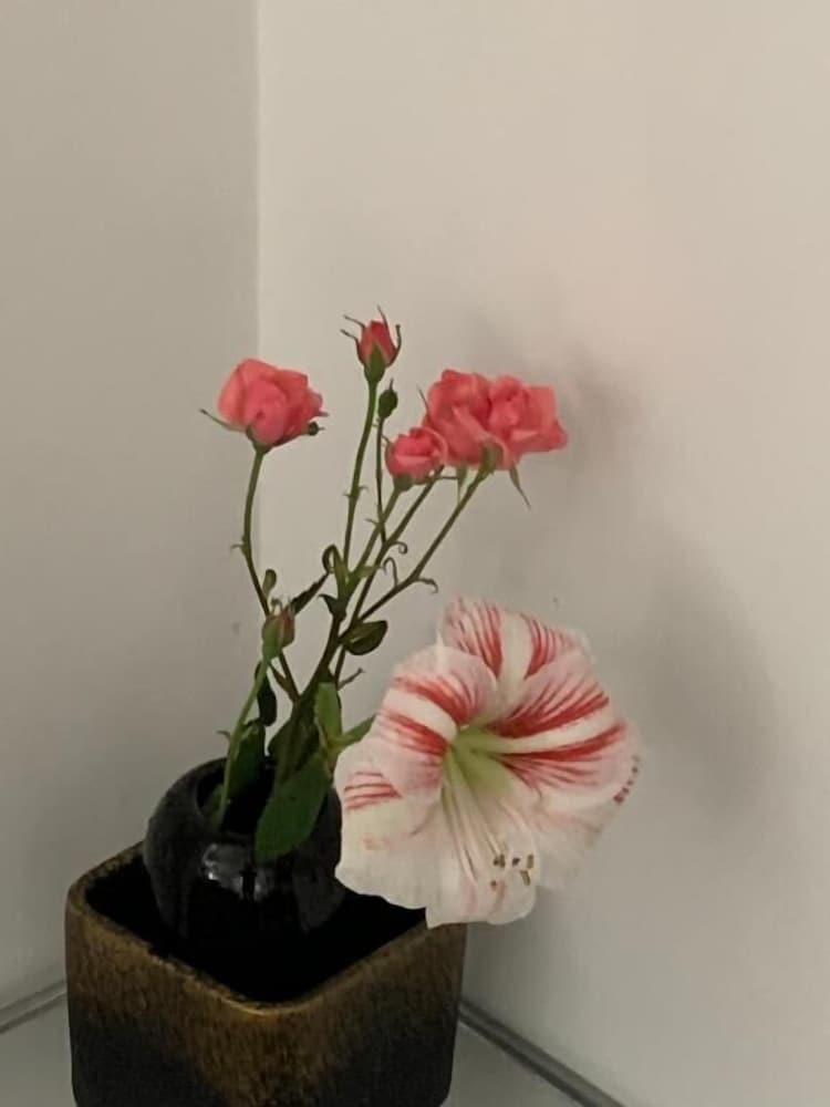 Фото Aida Apartments and Rooms