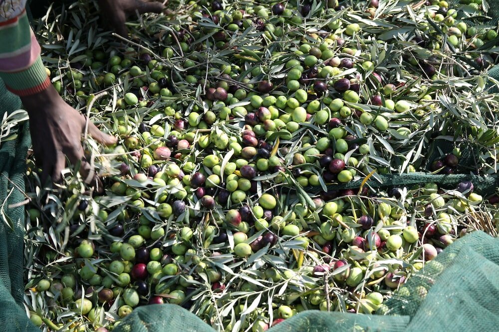 Фото Fontes Episcopi