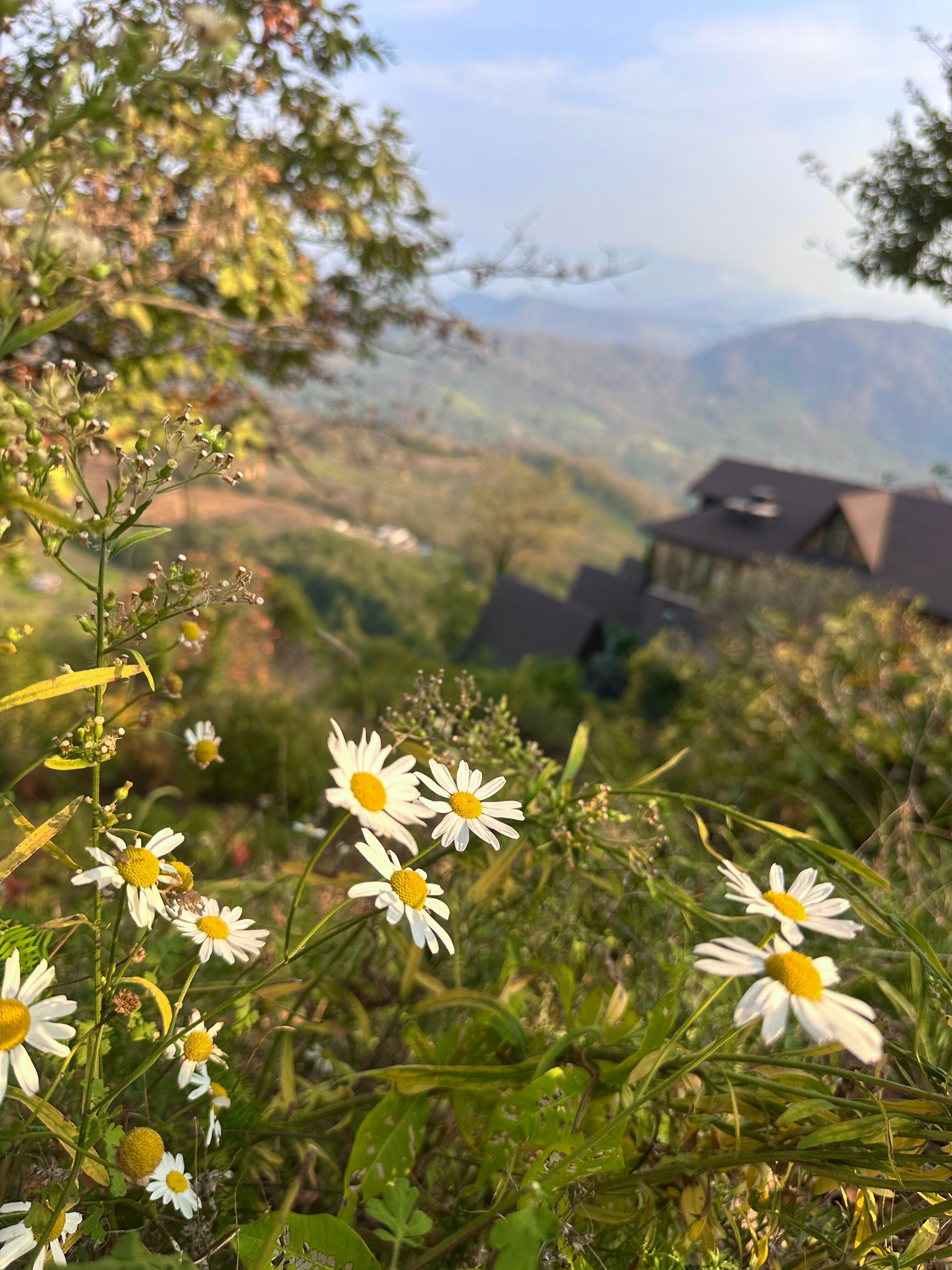 Фото Светогорье