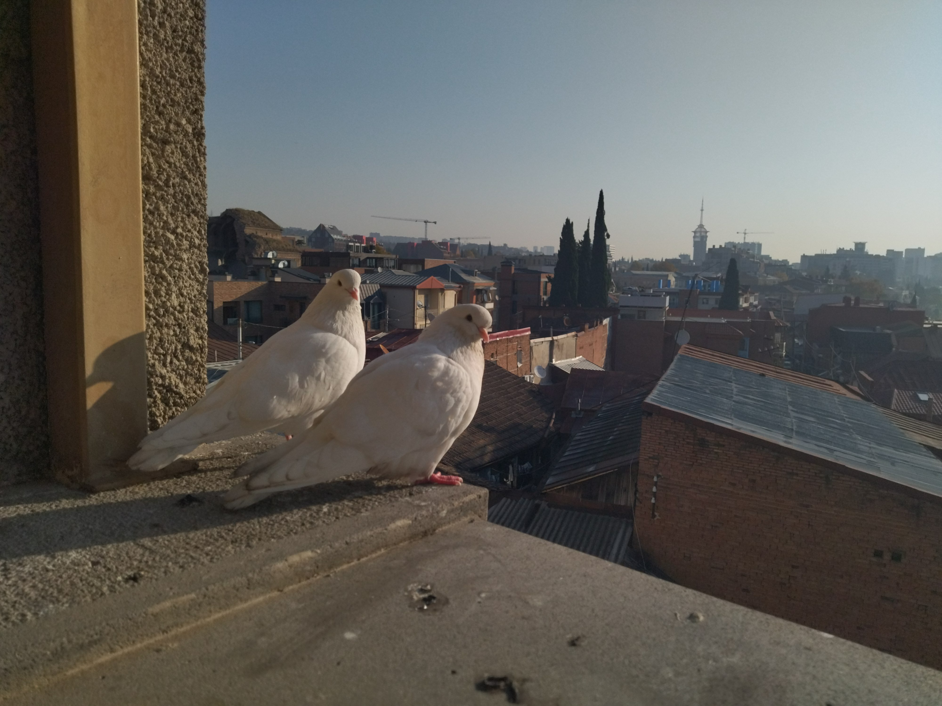 Фото Пентхаус