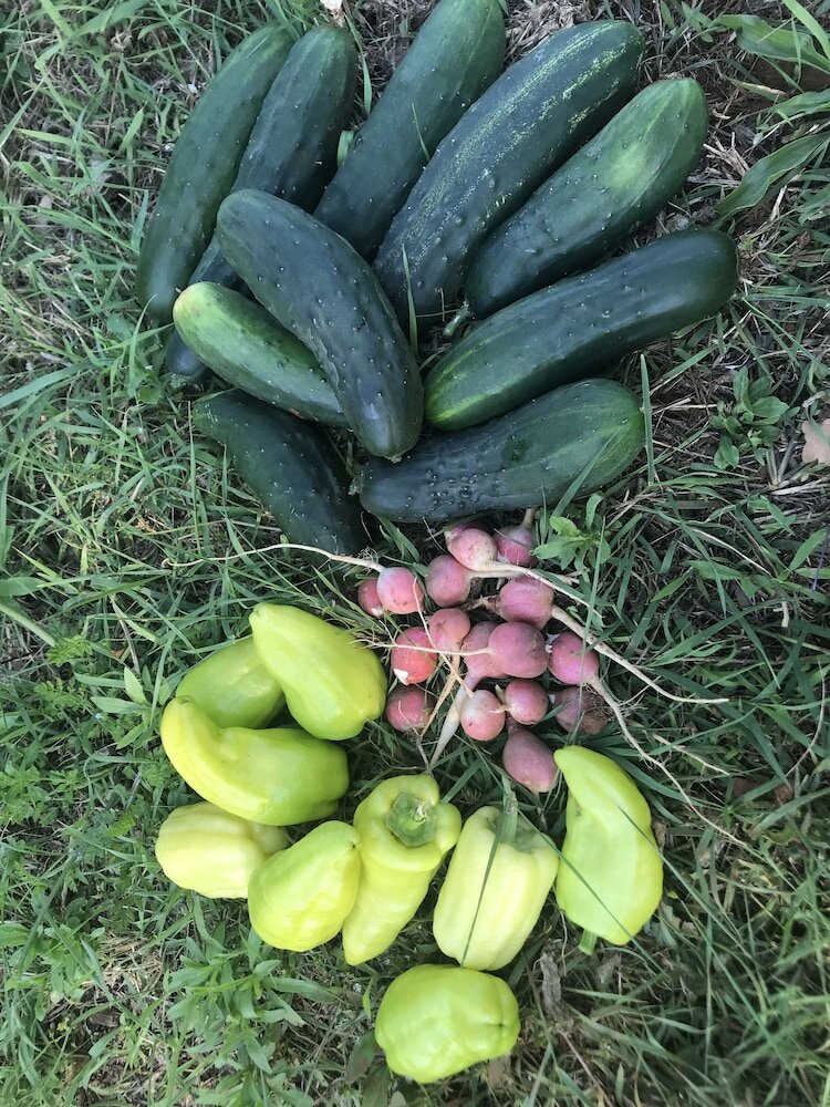 Фото Villa Flowers