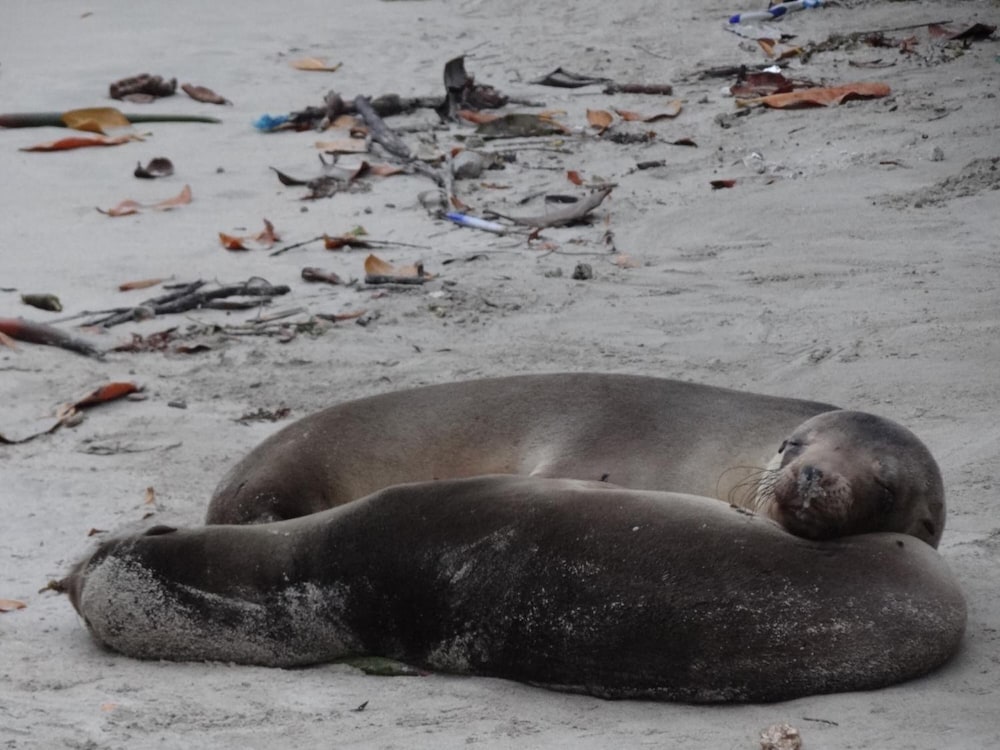 Фото El Paraiso de Isabela