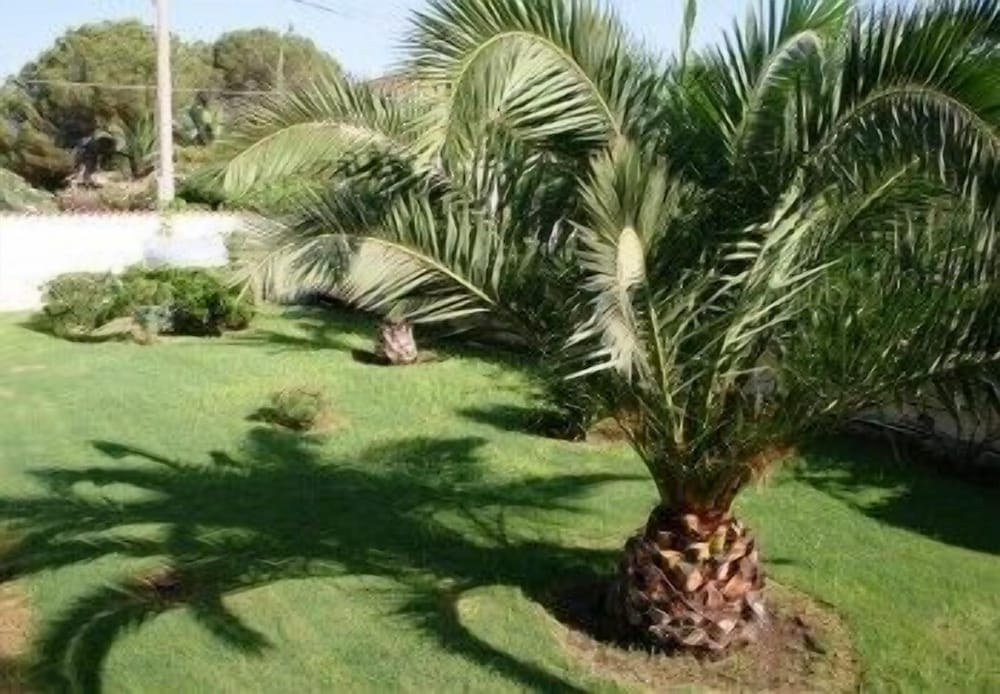 Фото Perla del Sole