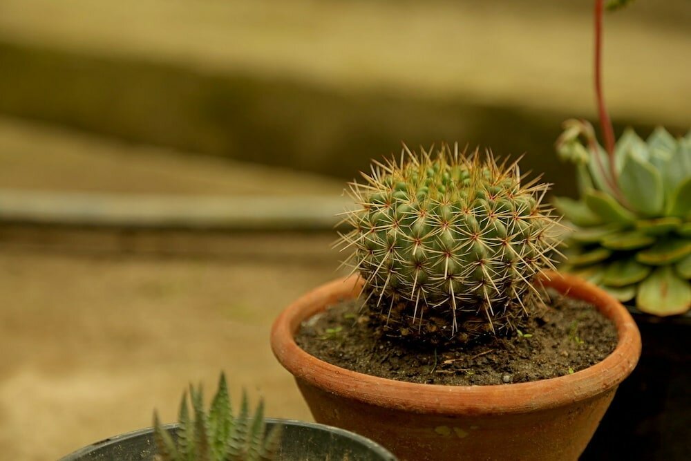 Фото Tall Trees Resort by OpenSky