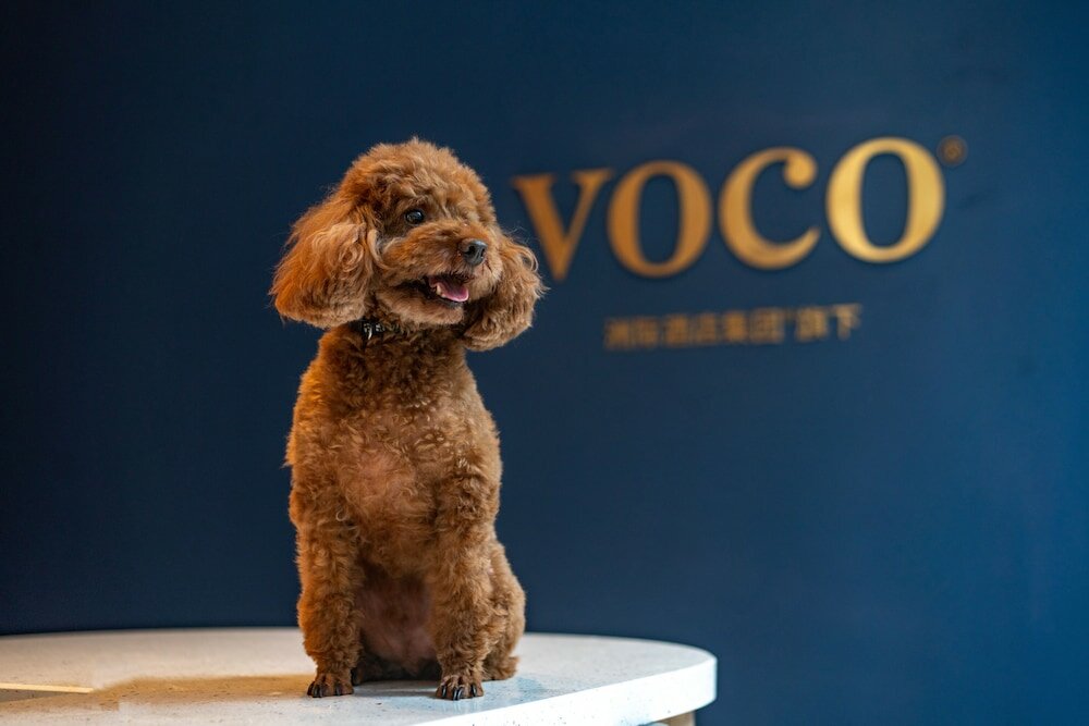 Фото Voco Nanjing Garden Expo, an Ihg Hotel