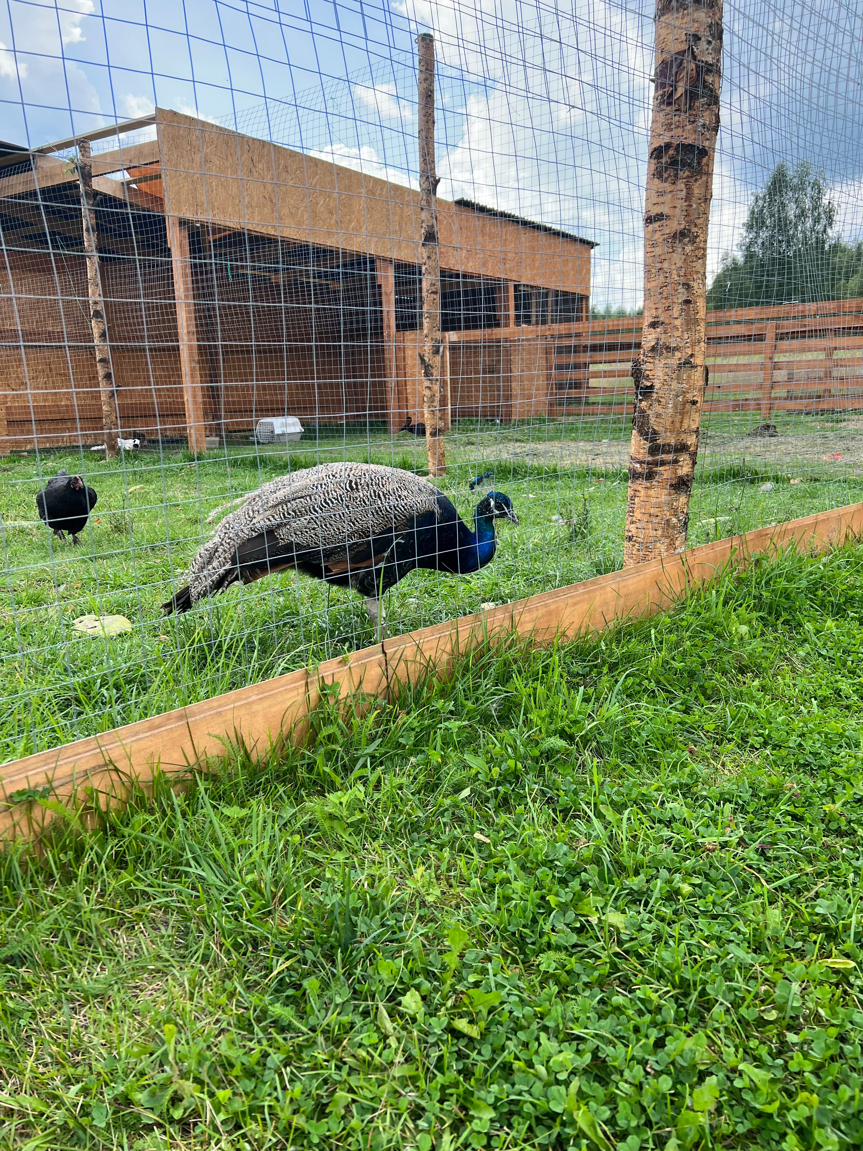 Фото Путь Лотоса