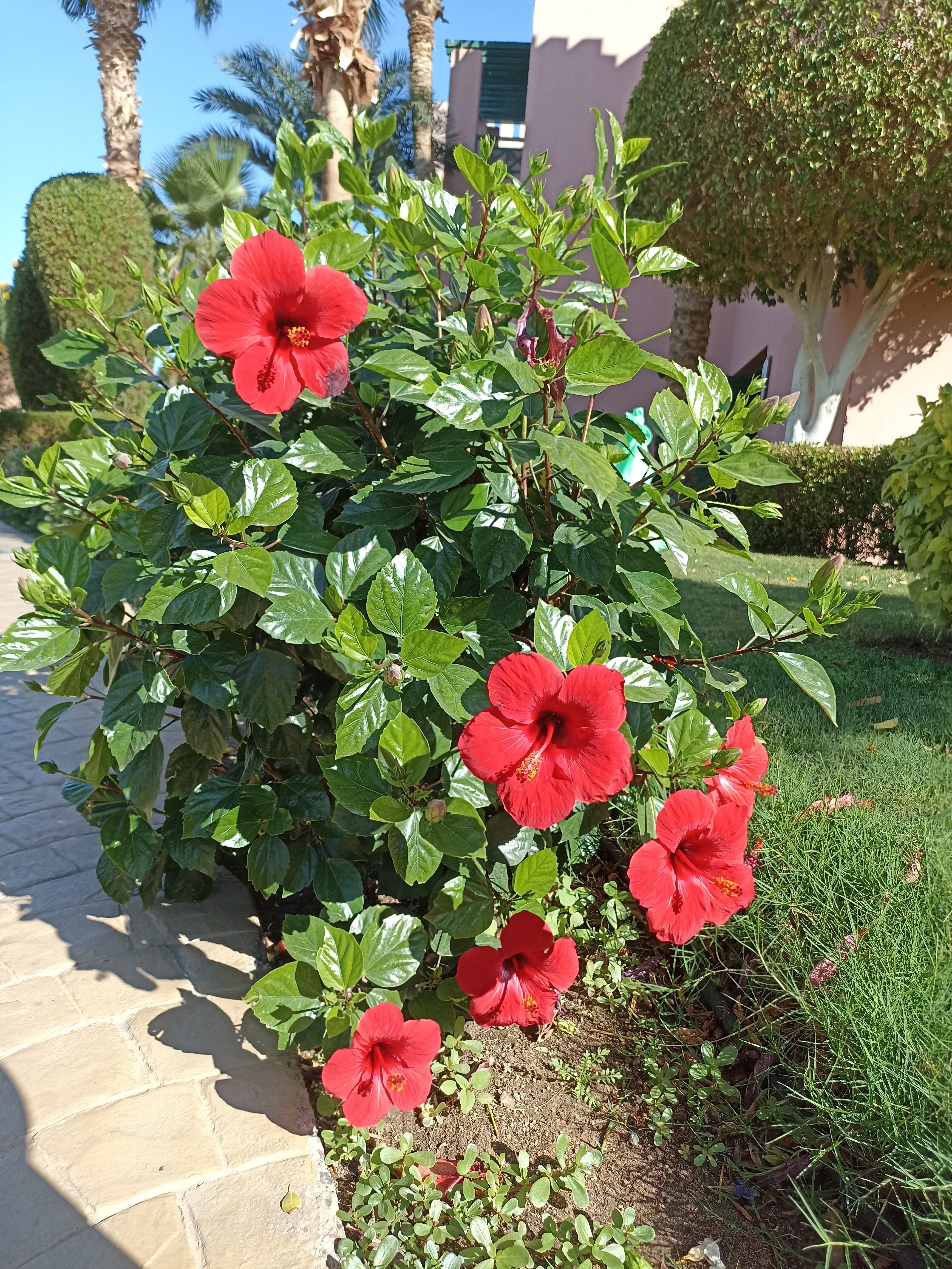 Фото Rehana Sharm Resort