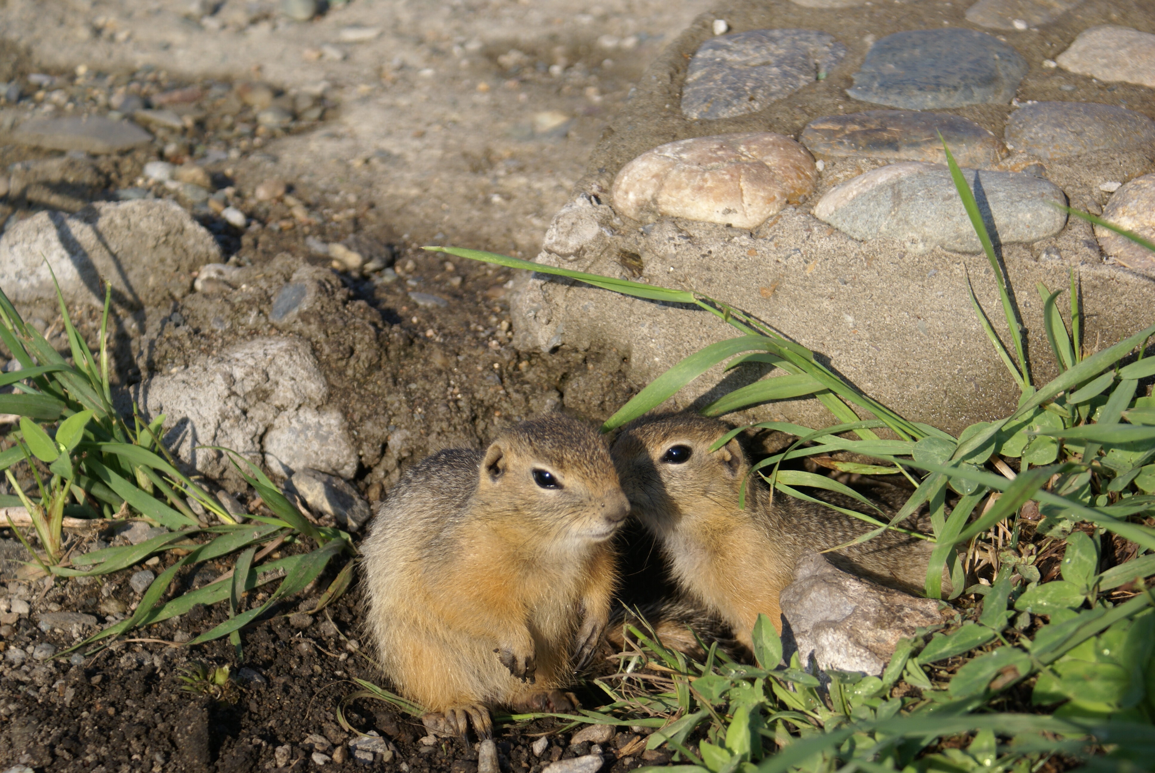 Фото Гостевой дом Басаргино
