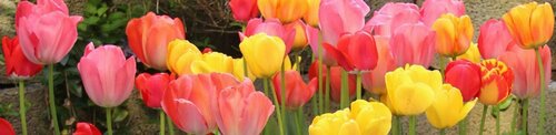 Гостиница Tulip Inn Lausanne Beaulieu в Лозанне