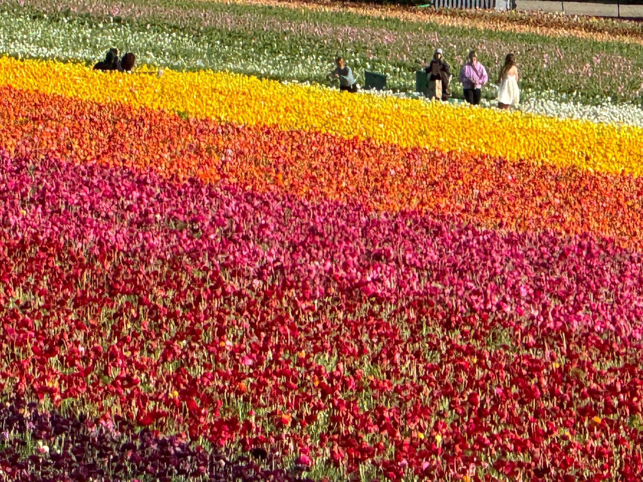 Фото Holiday Inn Express Hotel & Suites Carlsbad Beach, an Ihg Hotel