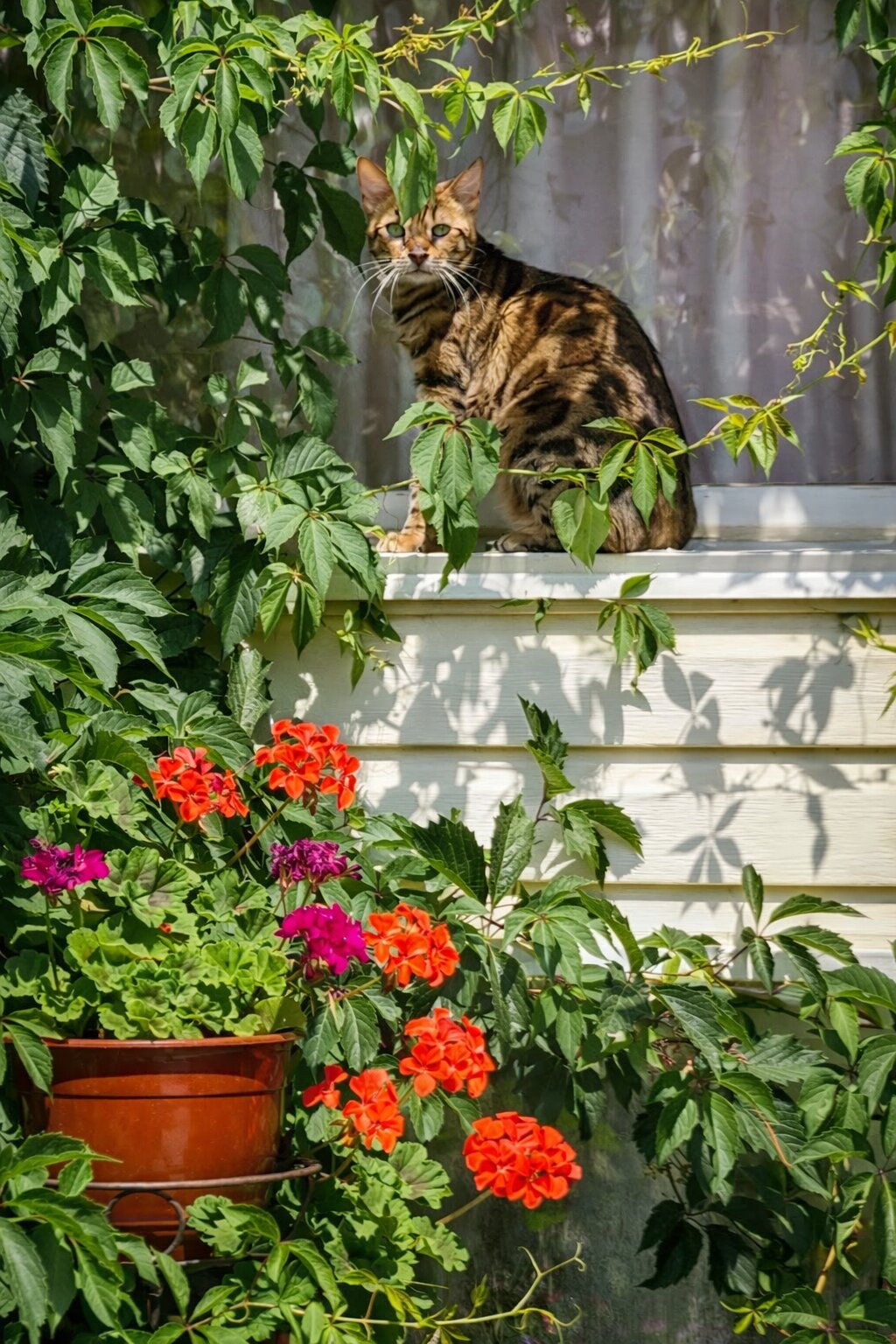 Фото Лукулл