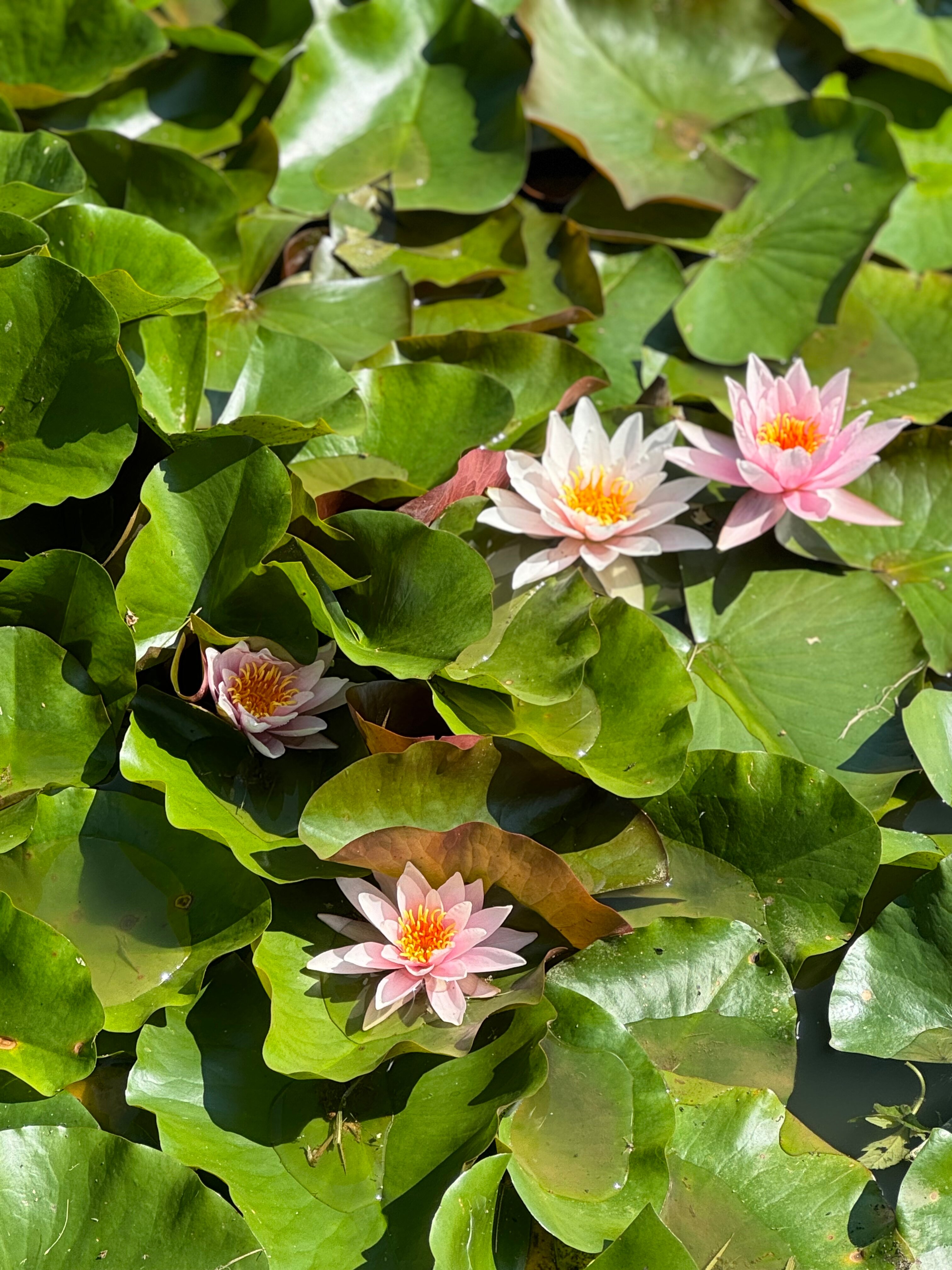 Фото Пчелоферма & Агропарк Путь пчелы