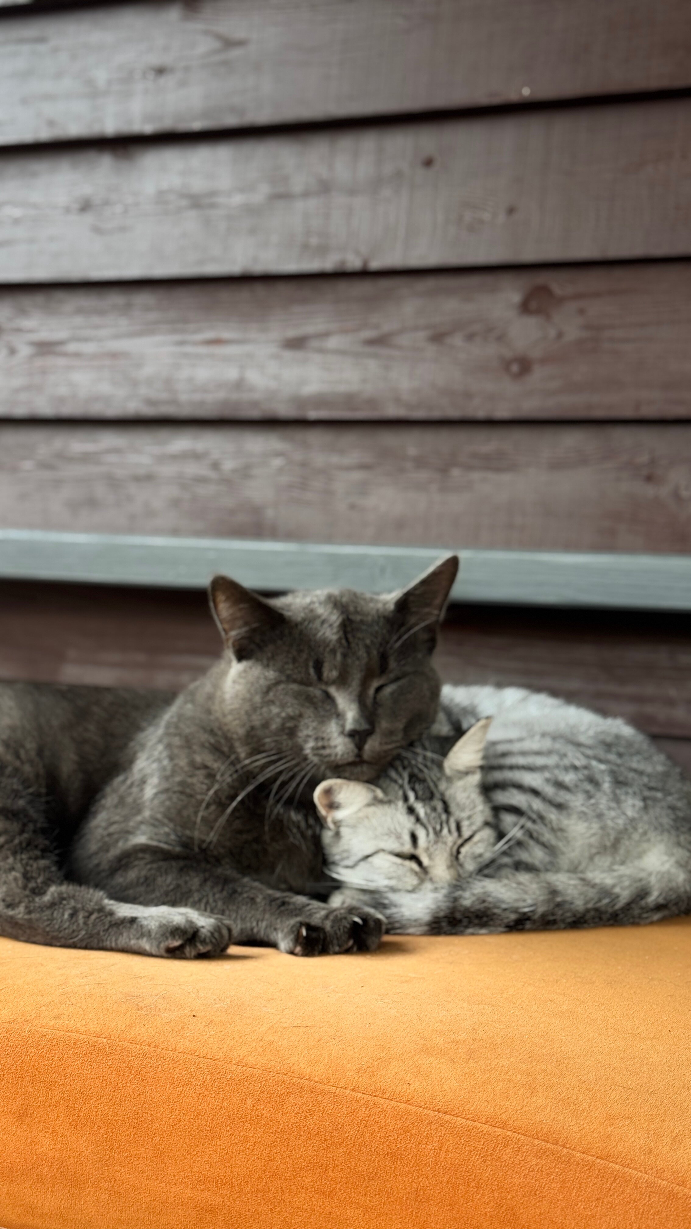 Фото Дубровский