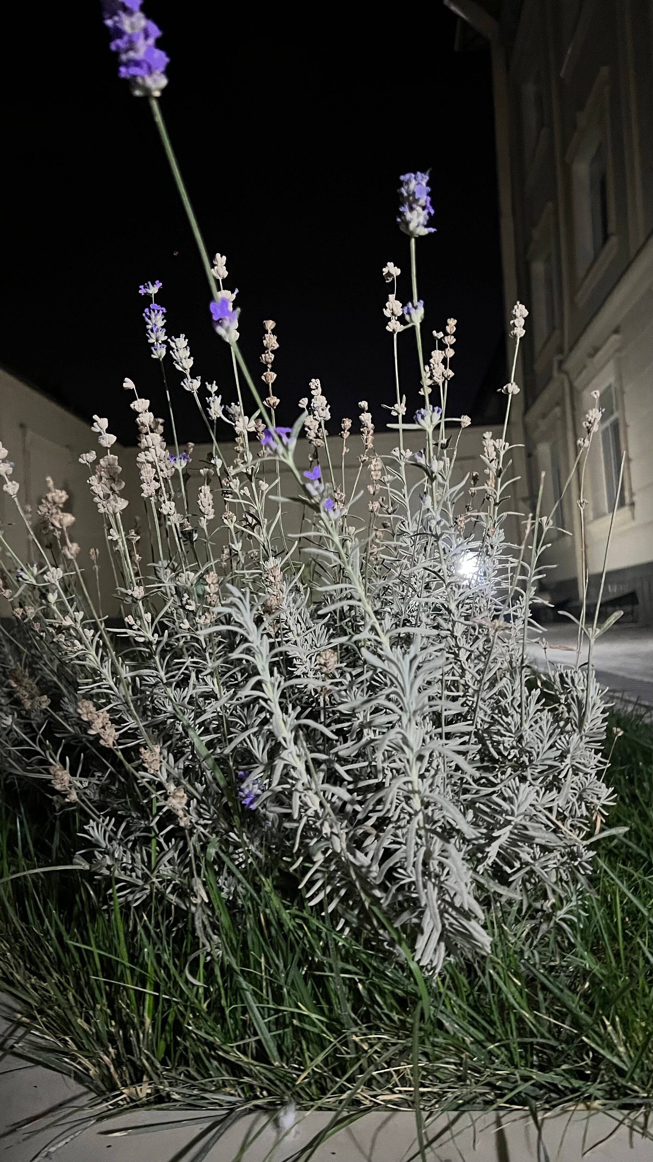 Фото Emily Grand Palace