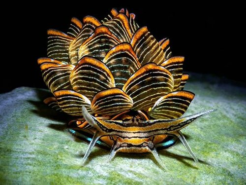 Гостиница The Three P Beach Resort в Провинции Ромблон