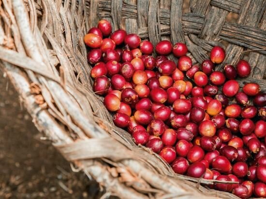 Фото Gran Melia Arusha