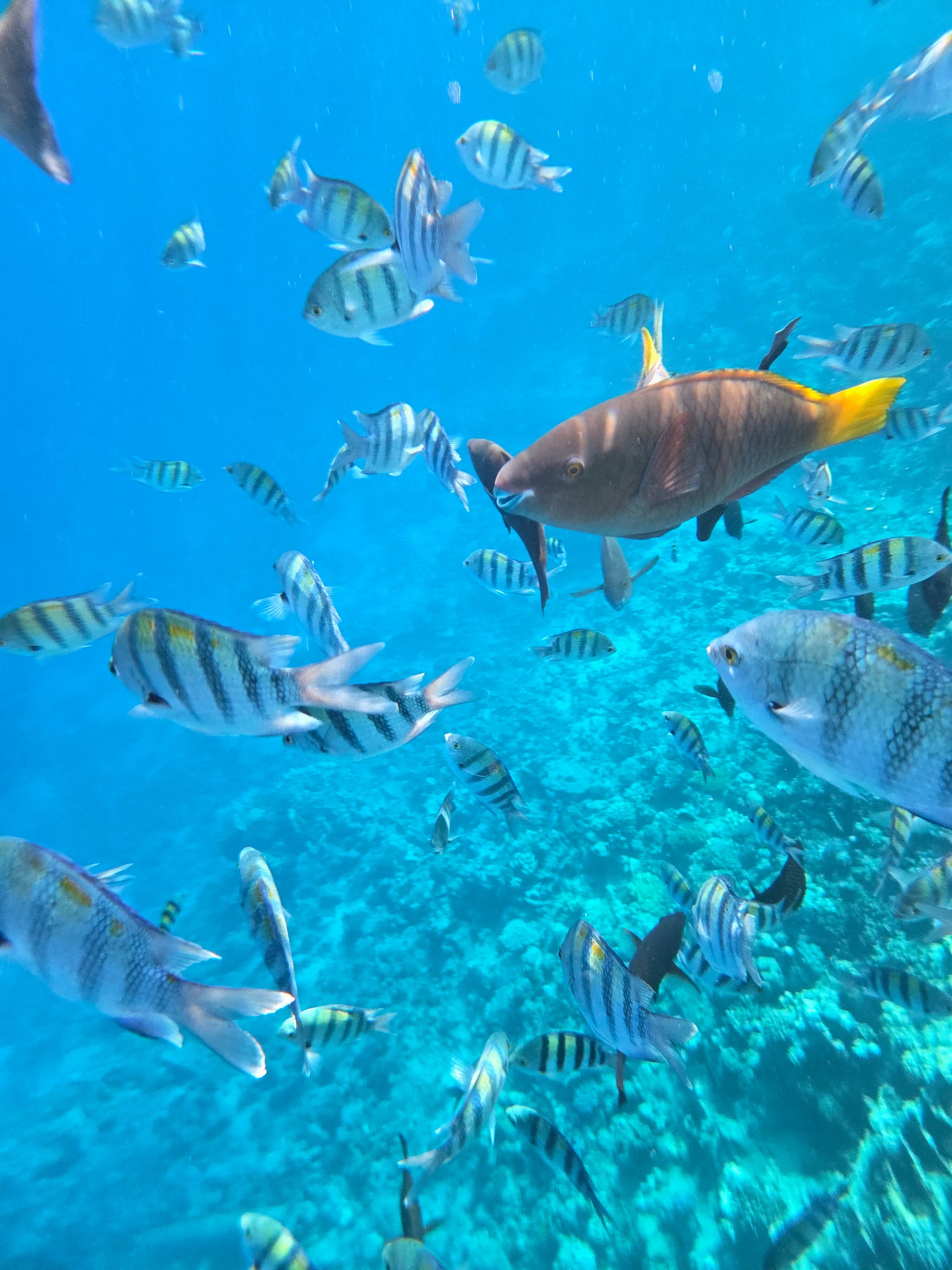 Фото Serenity Alpha Beach