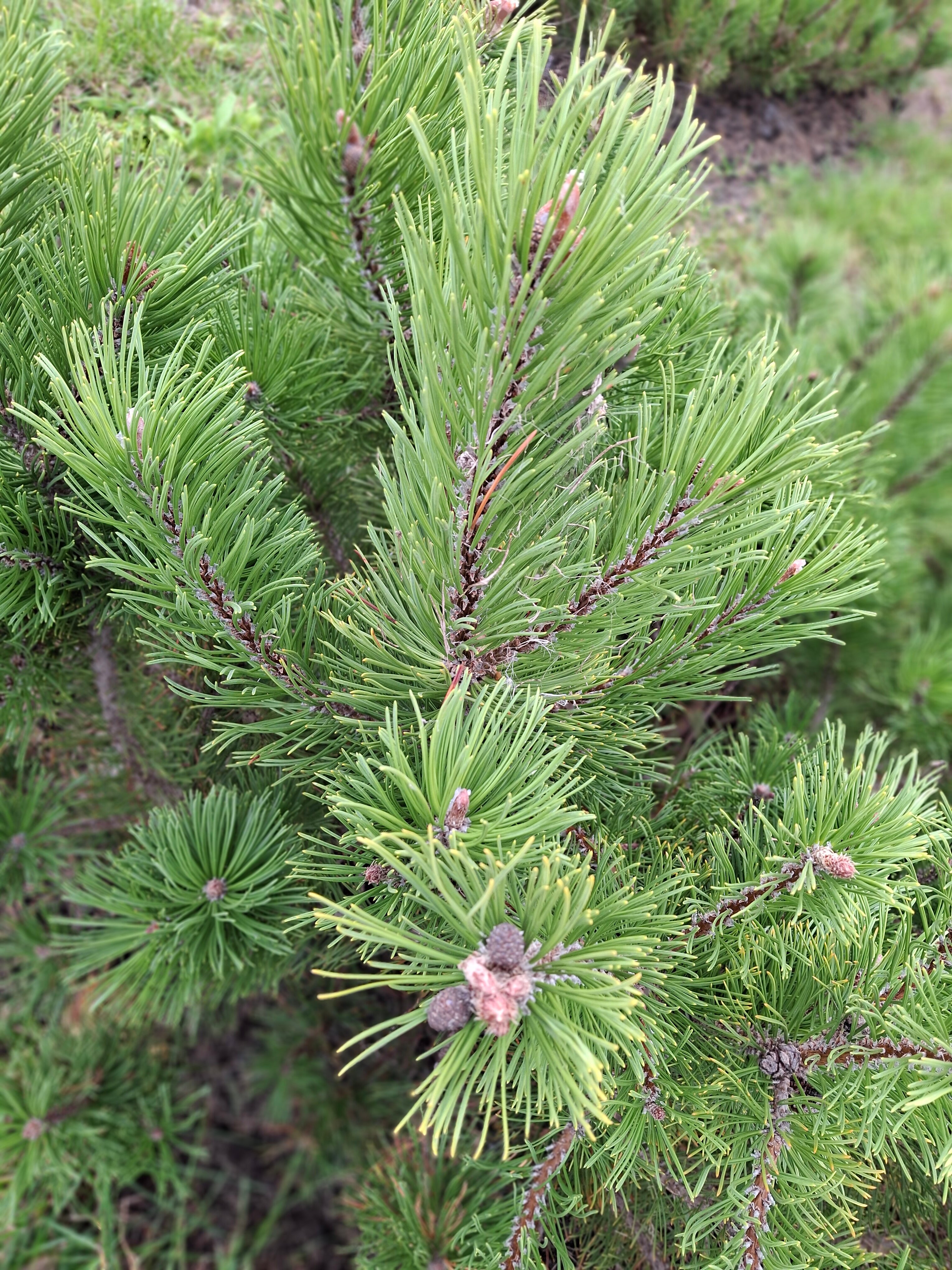 Фото Парк-отель Новая земля