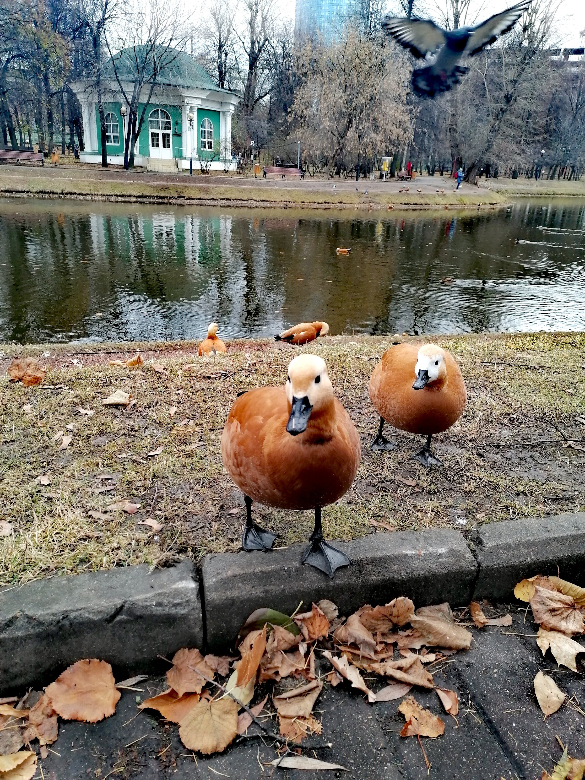 Фото Славянка