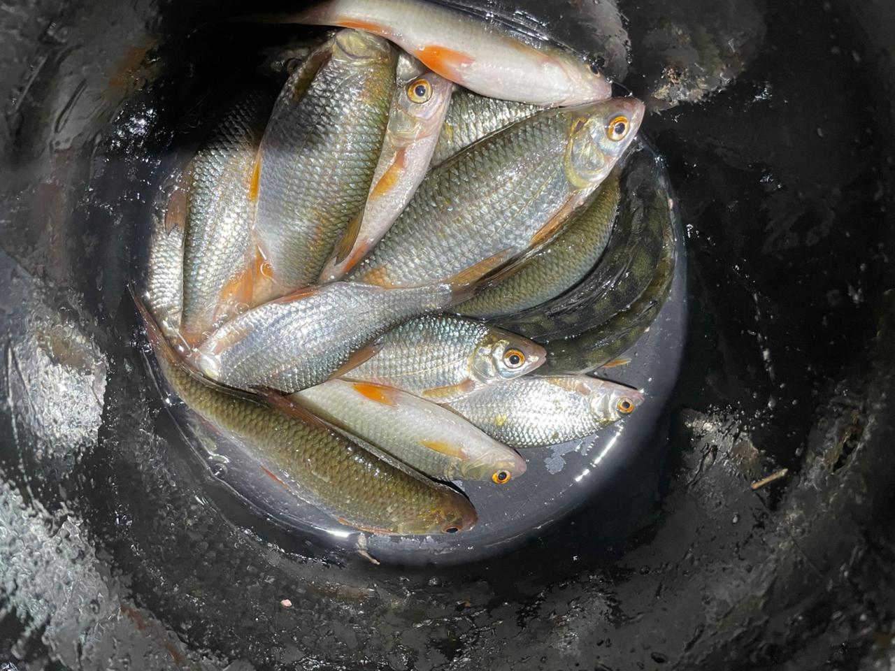 Фото Усадьба Левченко