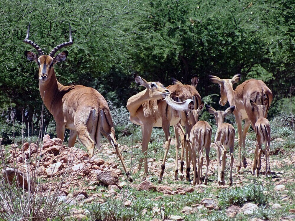 Hotel Eden Self Catering Chalets, Earth, photo