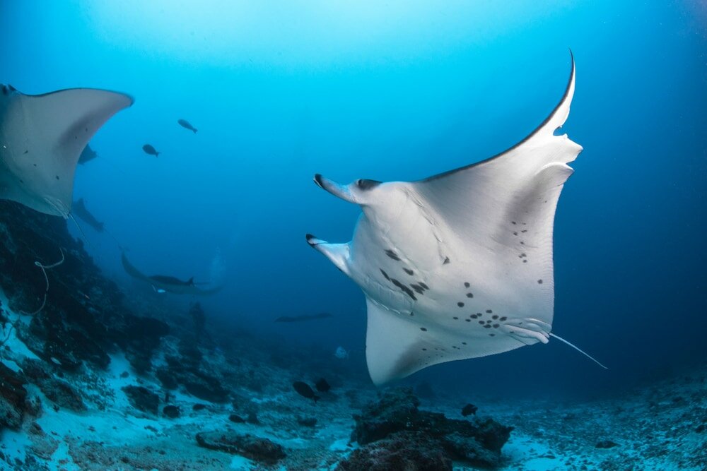 Фото Equator Village 