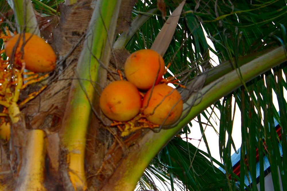 Фото Отель Swan Inn