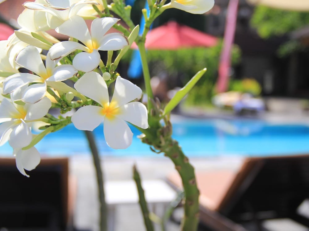 Фото Suji Bungalow