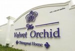 The Velvet Orchid