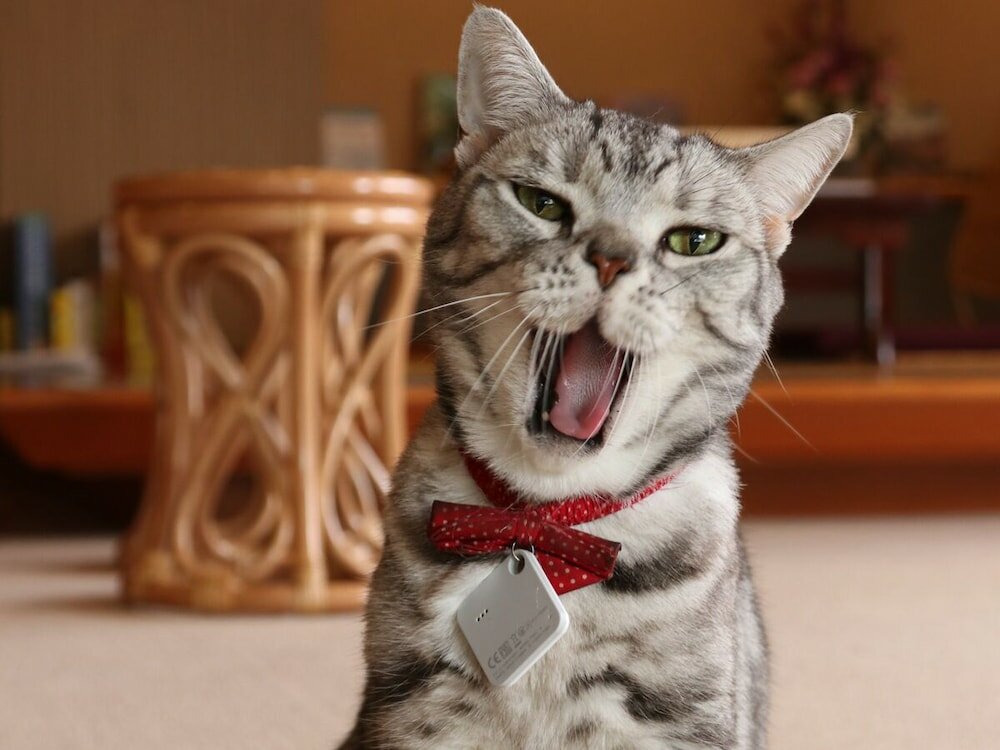 Фото Onsen Ryokan Mitake